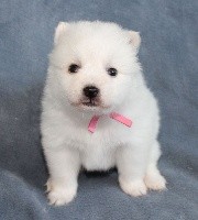CHIOT