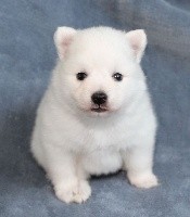 CHIOT