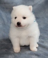 CHIOT