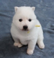 CHIOT